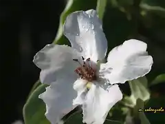 10, flor del membrillo, marca