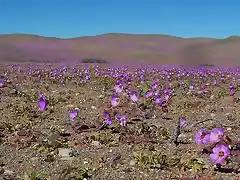 desierto florido