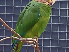 Amazona collaria Amazona collaria