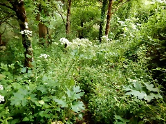 DSCN7486 DSCN7486
