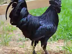 este-extrano-gallo-gotico-es-100-negro-desde-sus-plumas-hasta-sus-organos-y-huesos-internos-1487070891