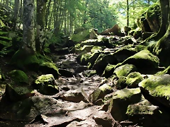 IMG_7172 IMG_7172