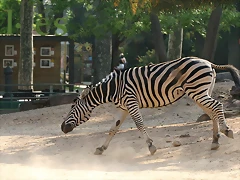 Zoo de Barcelona 20-04-11 444 Zoo de Barcelona 20-04-11 444