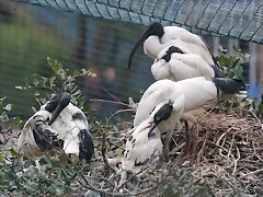 Zoo de Barcelona 19-02-12 209 Zoo de Barcelona 19-02-12 209