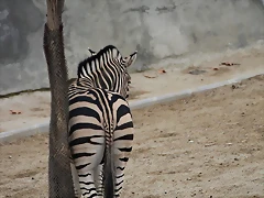 Zoo de Barcelona 19-02-12 267 Zoo de Barcelona 19-02-12 267