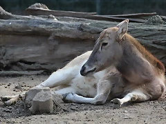 Zoo de Barcelona 19-02-12 387 Zoo de Barcelona 19-02-12 387