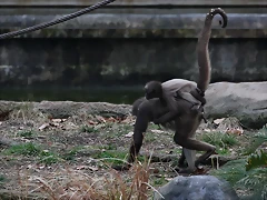 Zoo de Barcelona 19-02-12 341 Zoo de Barcelona 19-02-12 341