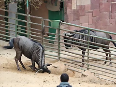 Zoo de Barcelona 19-02-12 232 Zoo de Barcelona 19-02-12 232