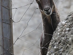Zoo de Barcelona 19-02-12 313 Zoo de Barcelona 19-02-12 313