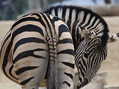 Zoo de Barcelona 19-02-12 198 Zoo de Barcelona 19-02-12 198