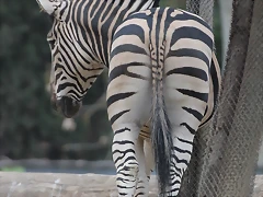 Zoo de Barcelona 19-02-12 349 Zoo de Barcelona 19-02-12 349