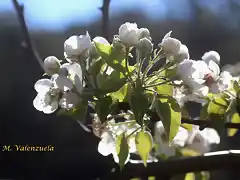 flor de al mendro 4, marca