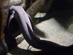 Protopterus aethiopicus (24-9-18 Artis)