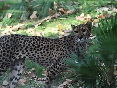 Zoo de Barcelona 05-11-10 325 Zoo de Barcelona 05-11-10 325