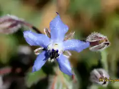023, florecillas azules, marca