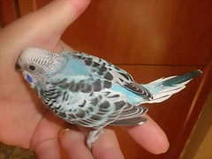 6 pollo 28-9-10