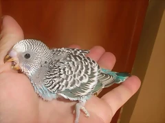 7 pollo 28-9-10