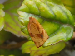 Mariposa Hoja