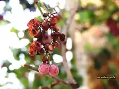 17, uvas comidas por las avispas, marca