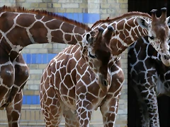 Zoo Berlin 25-06-11 1381 Zoo Berlin 25-06-11 1381