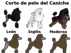 pelo-caniche