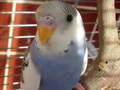 Caramelo Caramelo