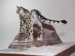 Leopardo de las nieves (12)