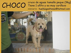 CHOCO Cádiz CHOCO Cádiz