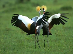 Crowned Cranes in Full Splendor Crowned Cranes in Full Splendor