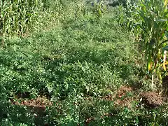 tabla de tomates de tierra