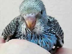 pollo3a
