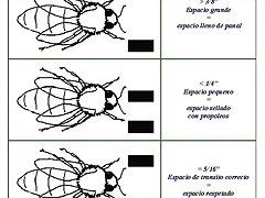 espacios abeja