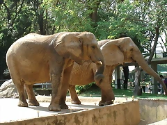Zoológico 04-09-05 031 Zoológico 04-09-05 031