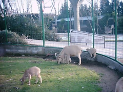 Zoológico 13-03-05 218 Zoológico 13-03-05 218