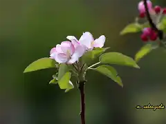 21. cerezo en flor, marca