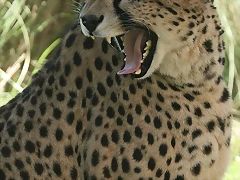 Argentina 2010 4354