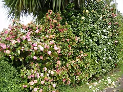 camelias  sol