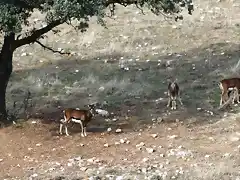 018, gamos bajo un chaparro