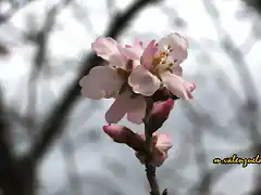 19, flor de almendro 8, marca