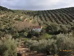 004, cortijo peales, marca