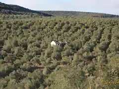 003, cortijo los crdoba, marca