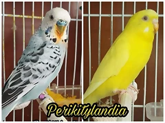 FB_IMG_1535389617698 FB_IMG_1535389617698