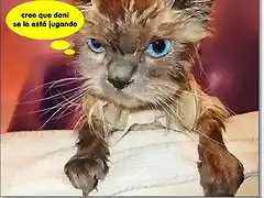 gato_enfadado