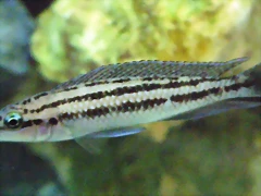Julidochromis dickfieldi (14-9-16 Aquaria Virtual, det ellos) Julidochromis dickfieldi (14-9-16 Aquaria Virtual, det ellos)