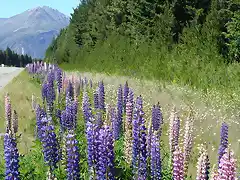 Flores ("chochos") en la ruta