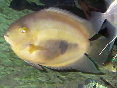 Uaru amphiacanthoides (20-11-13 Cosmocaixa, det yo)