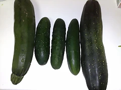 23092010667