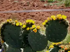 03, chumberas en flor, marca