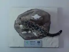 Leopardo de las nieves (8)