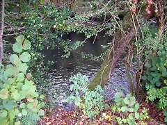 DSCN2181 DSCN2181